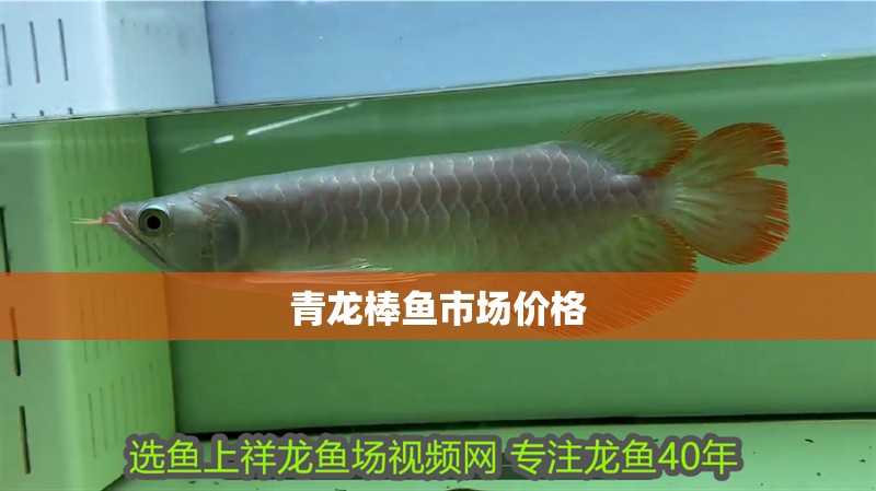 青龍棒魚市場價格