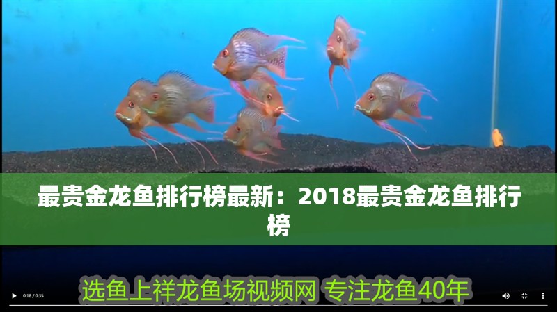最貴金龍魚排行榜最新：2018最貴金龍魚排行榜