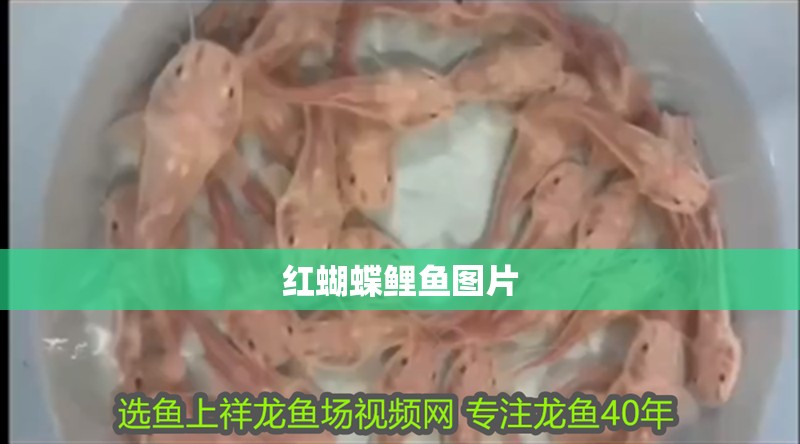 紅蝴蝶鯉魚圖片
