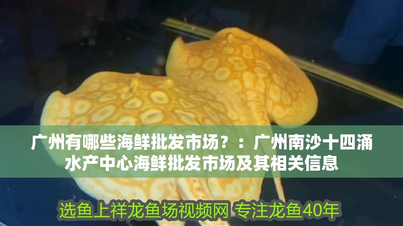 廣州有哪些海鮮批發市場？：廣州南沙十四涌水產中心海鮮批發市場及其相關信息