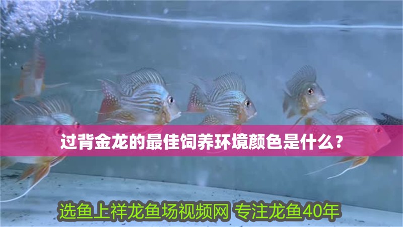 過背金龍的最佳飼養(yǎng)環(huán)境顏色是什么？