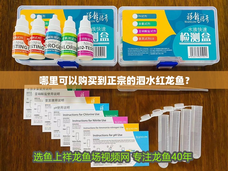 哪里可以購買到正宗的泗水紅龍魚？