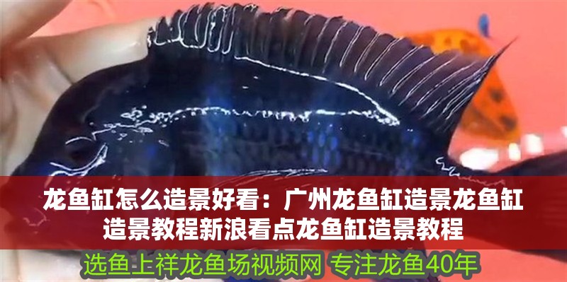 龍魚缸怎么造景好看：廣州龍魚缸造景龍魚缸造景教程新浪看點龍魚缸造景教程