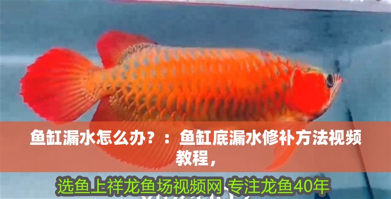 魚缸漏水怎么辦？：魚缸底漏水修補方法視頻教程，
