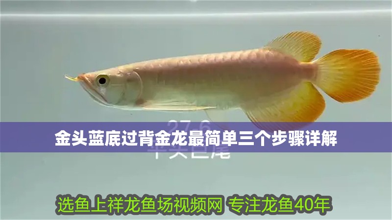 金頭藍底過背金龍最簡單三個步驟詳解