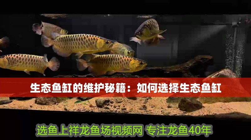 生態魚缸的維護秘籍：如何選擇生態魚缸 生態魚缸的維護秘籍：如何選擇生態魚缸 魚缸百科