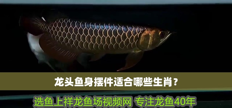龍頭魚身擺件適合哪些生肖？