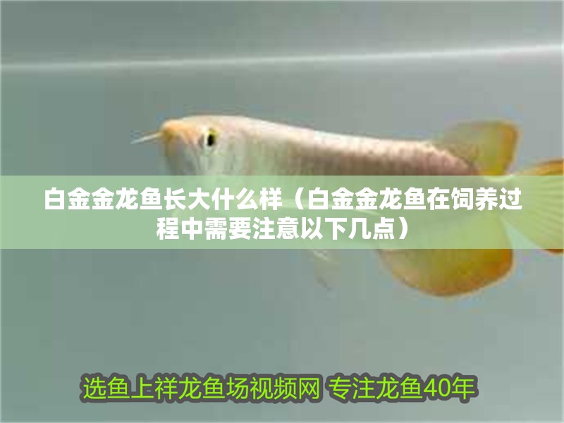 白金金龍魚長大什么樣（白金金龍魚在飼養(yǎng)過程中需要注意以下幾點）