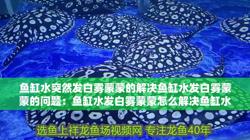魚缸水突然發白霧蒙蒙的解決魚缸水發白霧蒙蒙的問題：魚缸水發白霧蒙蒙怎么解決魚缸水發白霧蒙蒙的問題