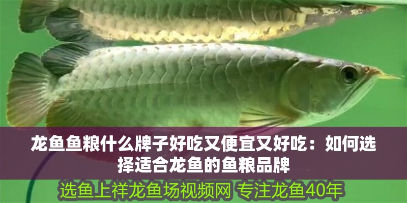 龍魚魚糧什么牌子好吃又便宜又好吃：如何選擇適合龍魚的魚糧品牌