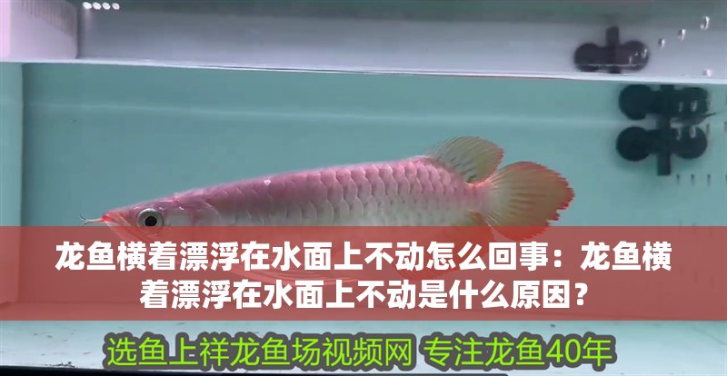 龍魚橫著漂浮在水面上不動怎么回事：龍魚橫著漂浮在水面上不動是什么原因？