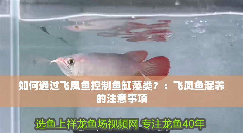 如何通過飛鳳魚控制魚缸藻類？：飛鳳魚混養的注意事項