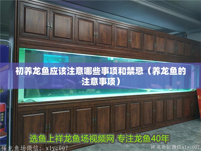 初養(yǎng)龍魚應(yīng)該注意哪些事項和禁忌（養(yǎng)龍魚的注意事項）