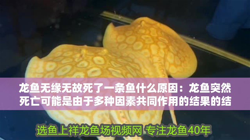 龍魚無緣無故死了一條魚什么原因：龍魚突然死亡可能是由于多種因素共同作用的結果的結果