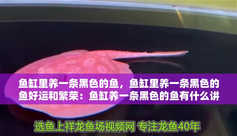 魚缸里養(yǎng)一條黑色的魚，魚缸里養(yǎng)一條黑色的魚好運(yùn)和繁榮：魚缸養(yǎng)一條黑色的魚有什么講究？