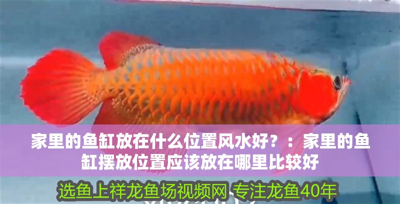 家里的魚缸放在什么位置風水好？：家里的魚缸擺放位置應該放在哪里比較好