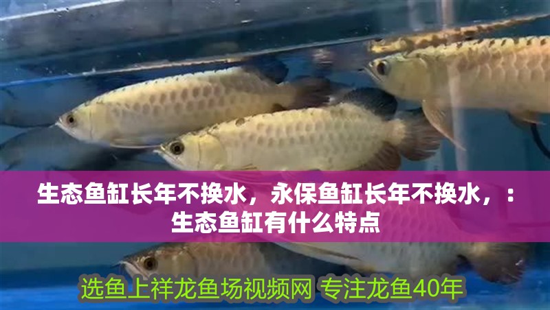 生態(tài)魚缸長年不換水，永保魚缸長年不換水，：生態(tài)魚缸有什么特點