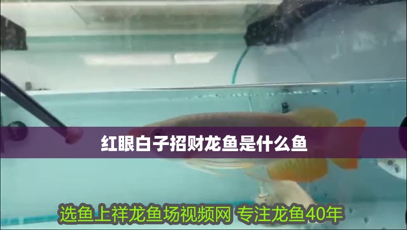 魚缸過濾器選購指南:自制魚缸過濾器魚缸上置過濾器對于養(yǎng)魚愛好者的必備知識 紅眼白子招財龍魚是什么魚 龍魚論壇 紅眼白子招財龍魚是什么魚 紅眼白子招財龍魚是什么魚 龍魚論壇