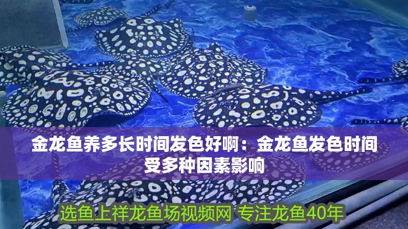 金龍魚養多長時間發色好啊：金龍魚發色時間受多種因素影響