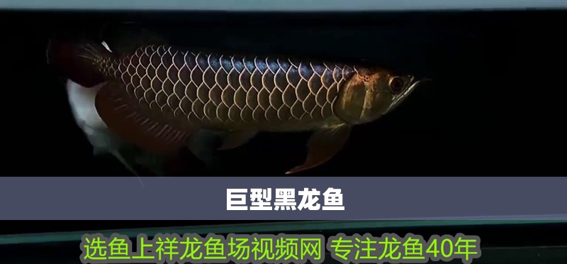 巨型黑龍魚