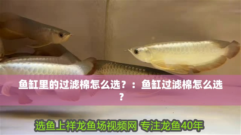 魚缸里的過濾棉怎么選？：魚缸過濾棉怎么選？