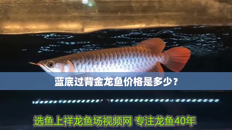 藍底過背金龍魚價格是多少？