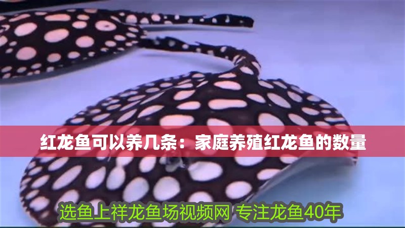 紅龍魚可以養(yǎng)幾條：家庭養(yǎng)殖紅龍魚的數(shù)量