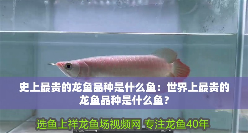 史上最貴的龍魚品種是什么魚：世界上最貴的龍魚品種是什么魚？