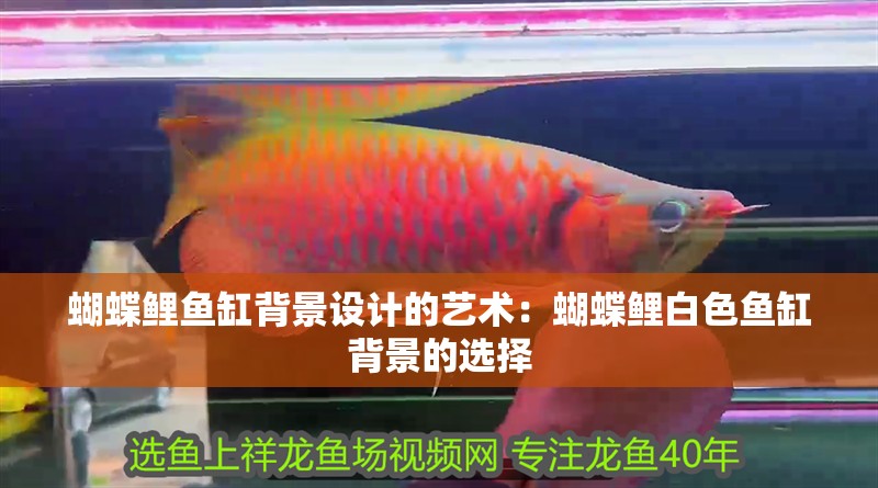 蝴蝶鯉魚缸背景設計的藝術：蝴蝶鯉白色魚缸背景的選擇