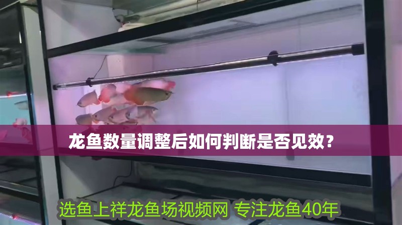 龍魚數量調整后如何判斷是否見效？