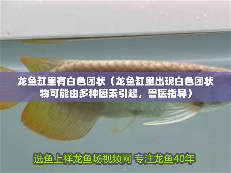 魚缸用增氧泵價格是多少:魚缸增氧機-xtrac增氧機-xtrac增氧機 龍魚缸里有白色團狀(龍魚缸里出現白色團狀物可能由多種因素引起,獸醫指導) 魚缸百科 龍魚缸里有白色團狀(龍魚缸里出現白色團狀物可能由多種因素引起,獸醫指導) 龍魚缸里有白色團狀(龍魚缸里出現白色團狀物可能由多種因素引起,獸醫指導) 魚缸百科