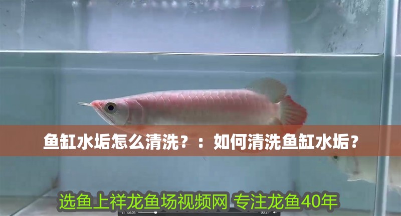 魚缸水垢怎么清洗？：如何清洗魚缸水垢？