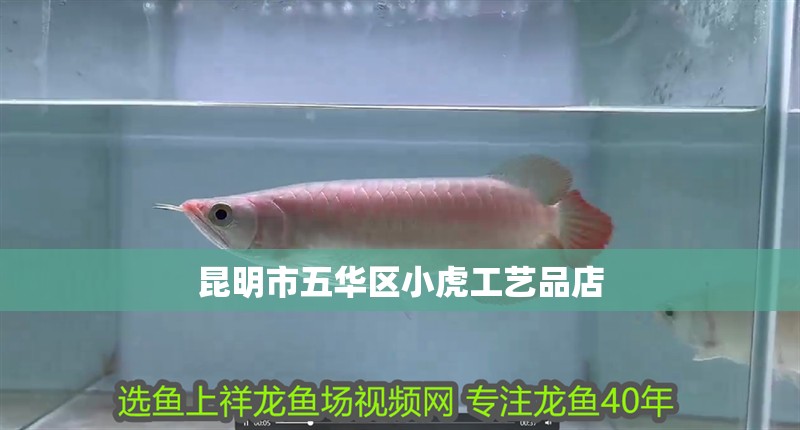 昆明市五華區小虎工藝品店 昆明市五華區小虎工藝品店 全國水族館企業名錄