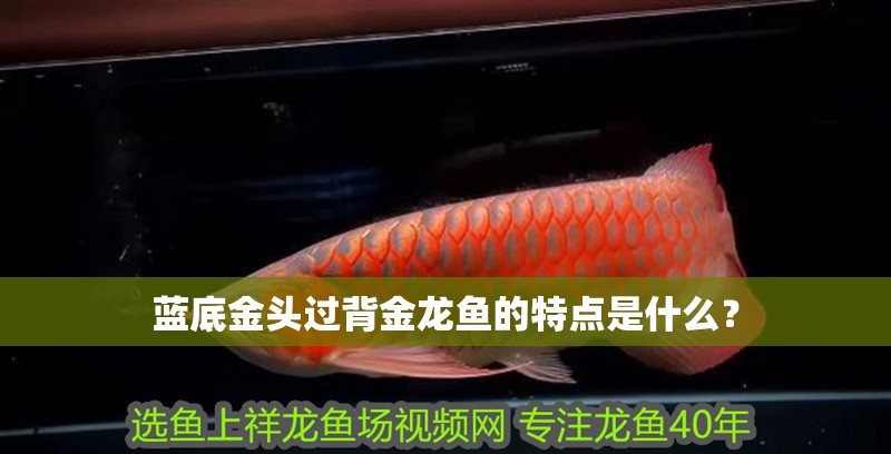 藍底金頭過背金龍魚的特點是什么？