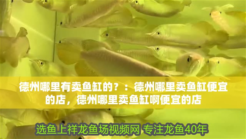 德州哪里有賣魚缸的？：德州哪里賣魚缸便宜的店，德州哪里賣魚缸啊便宜的店