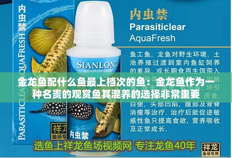 金龍魚配什么魚最上檔次的魚：金龍魚作為一種名貴的觀賞魚其混養(yǎng)的選擇非常重要