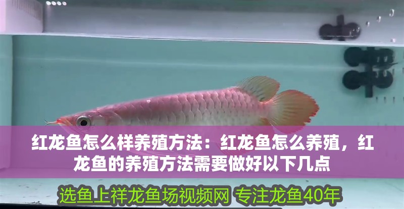 紅龍魚怎么樣養(yǎng)殖方法：紅龍魚怎么養(yǎng)殖，紅龍魚的養(yǎng)殖方法需要做好以下幾點(diǎn)