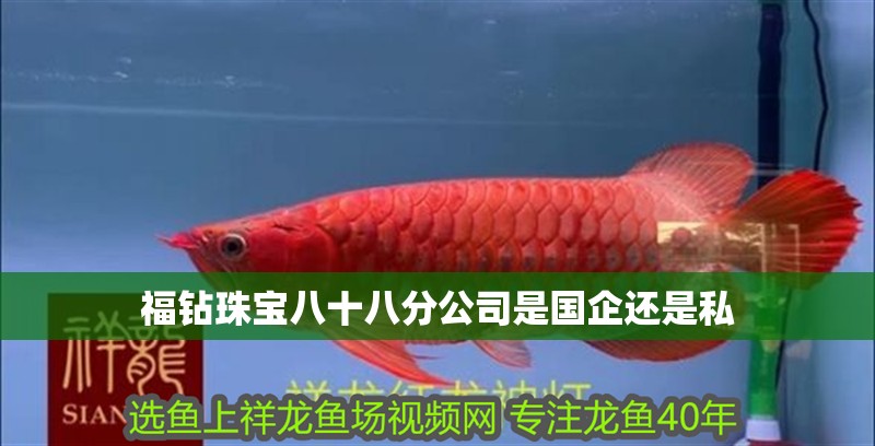 福鉆珠寶八十八分公司是國企還是私