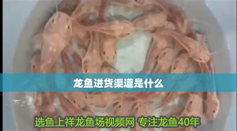 龍魚進貨渠道是什么