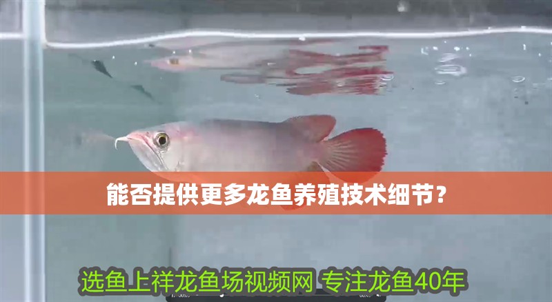 能否提供更多龍魚養殖技術細節？