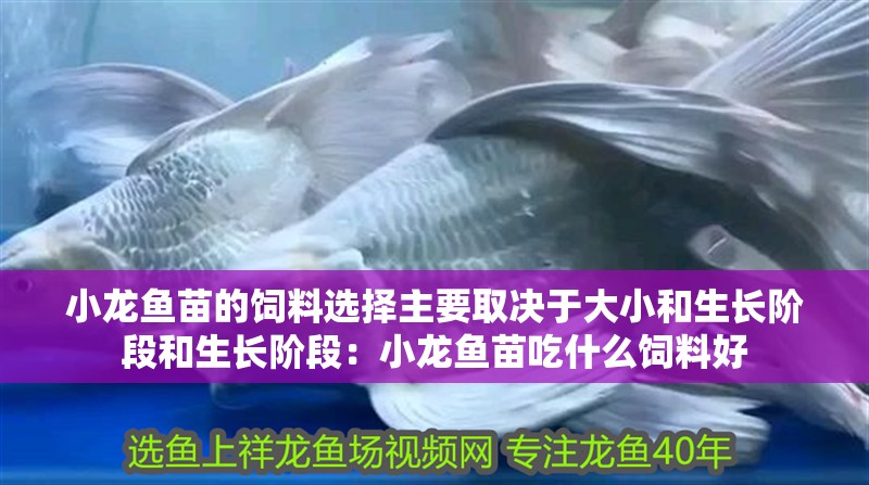 小龍魚苗的飼料選擇主要取決于大小和生長階段和生長階段：小龍魚苗吃什么飼料好