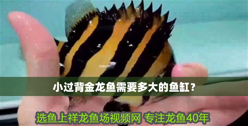 小過背金龍魚需要多大的魚缸？
