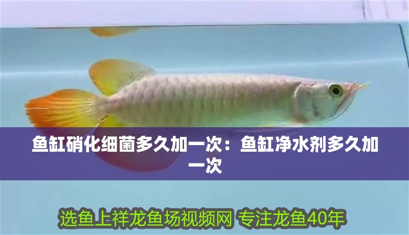 魚缸硝化細菌多久加一次：魚缸凈水劑多久加一次