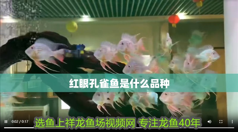 紅眼孔雀魚是什么品種