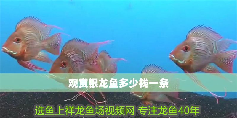 觀賞銀龍魚多少錢一條