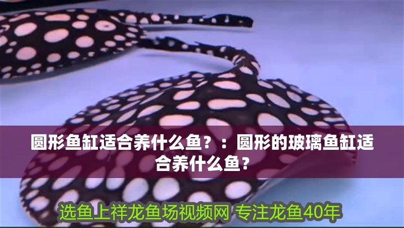 圓形魚缸適合養(yǎng)什么魚？：圓形的玻璃魚缸適合養(yǎng)什么魚？