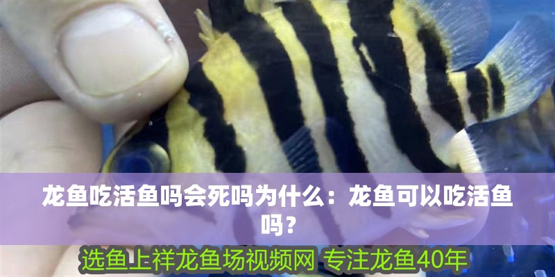 龍魚吃活魚嗎會死嗎為什么：龍魚可以吃活魚嗎？