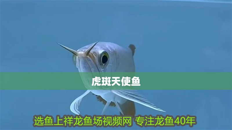 虎斑天使魚