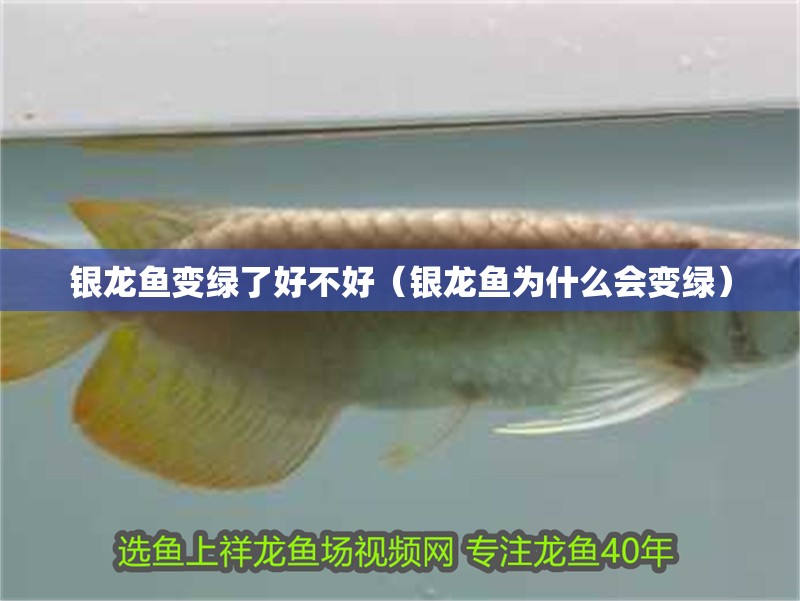 銀龍魚變綠了好不好（銀龍魚為什么會變綠）