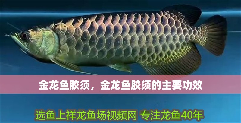金龍魚膠須，金龍魚膠須的主要功效